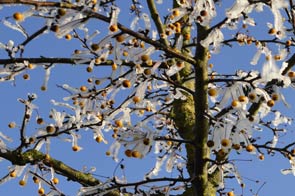 Tuintips voor januari