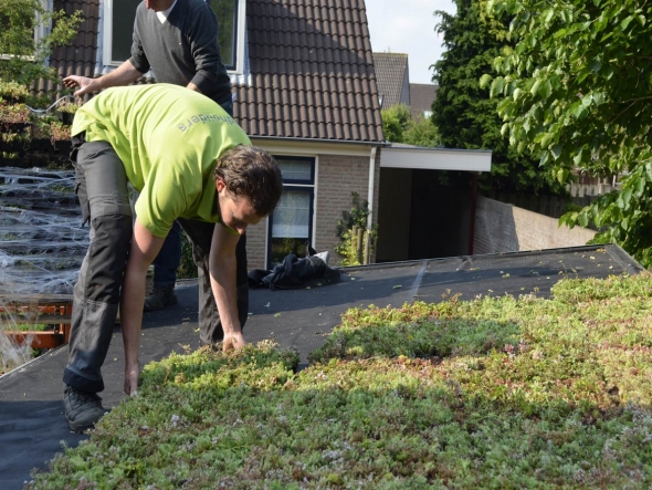 Subsidie voor groene daken