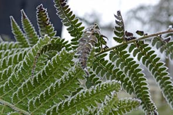 tuintips voor februari